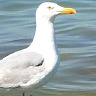Peterten9