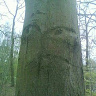 Andromalius