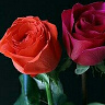 KhaledS