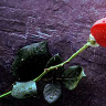 Amorek48