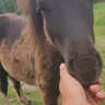 ERav