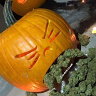 Cannabisek