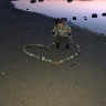 LikN