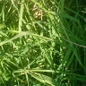 ChodnickiMa