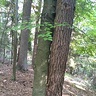 Niesforny36