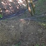 falsse1