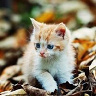 StudnikA