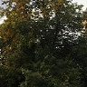 rafalnet1