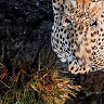pawelulu542