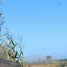czypior