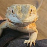 AgamaBrodata