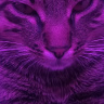 ilovecatss