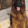 RomanRu