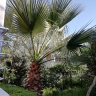 domel8444