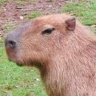 BorsuczyChrystus