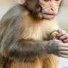 Janek199133