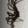 abazabamena