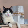 Pawlo7710