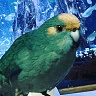 grzesiowy