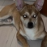 Annanam