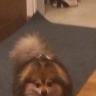 Bogucki