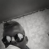 ronironik