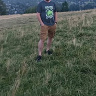 walden85