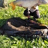 rchabros28
