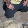 YorkshireWolf