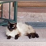 Doblydobly