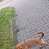 karbiernat19951129