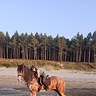 Koniara77