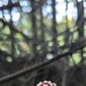 Kusownik87