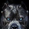 Pitbul91